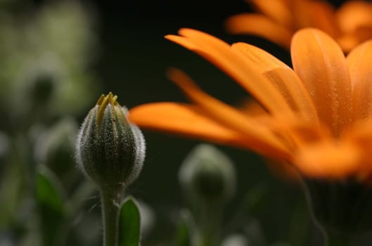 Orange Polaris