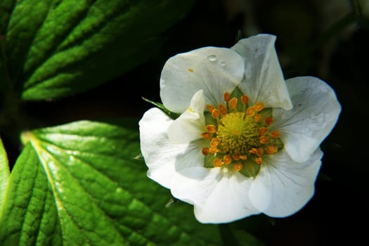 Strawberry blossom
