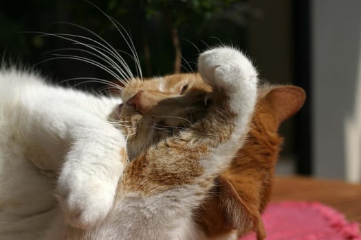 Cat wash