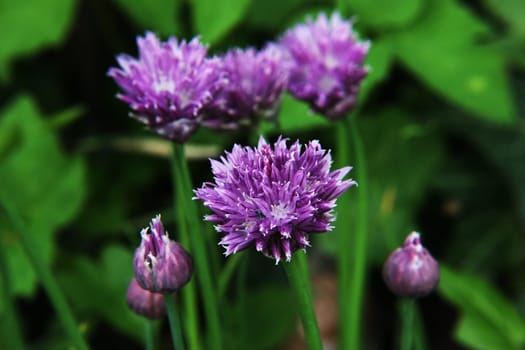 Chives