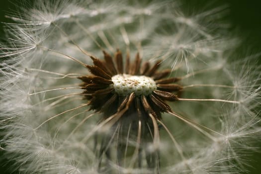 dandelion