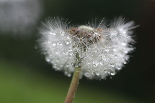 Dandelion