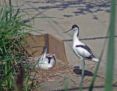 Brood