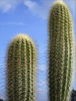 Desert Duo
