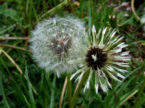 Dandelions,one not yet fully unfolded.