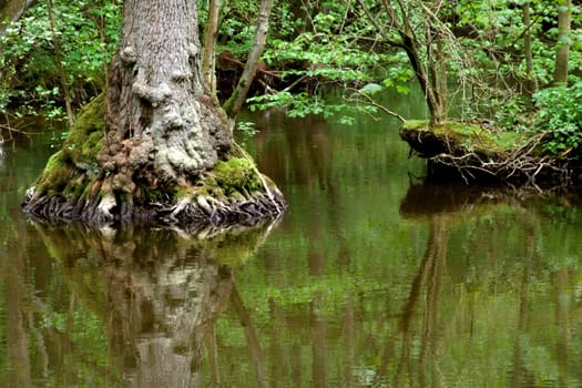 Root system 2