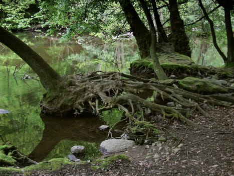 The riparian forest lives from different water levels,which is easily recognizable by the root formation and often leads to bizarre shapes.