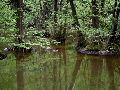 Root system 4