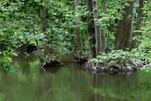 Root system 3