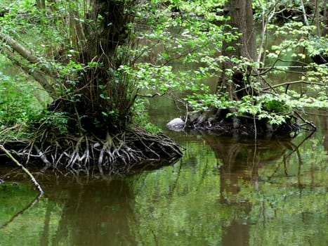 Root system 5