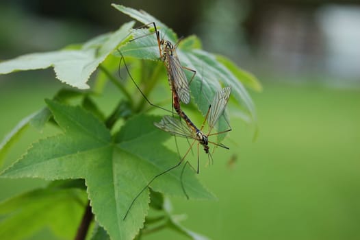 Insect mating,mosquito mating