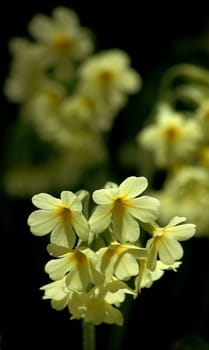 A flower greeting