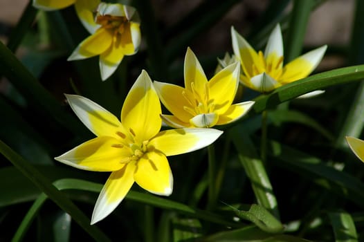 Tulipa Tarda