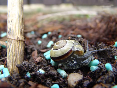Snail venom