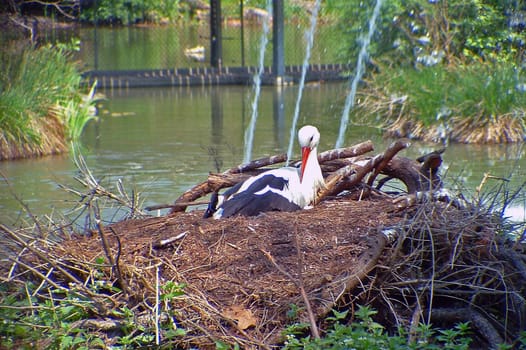 White stork