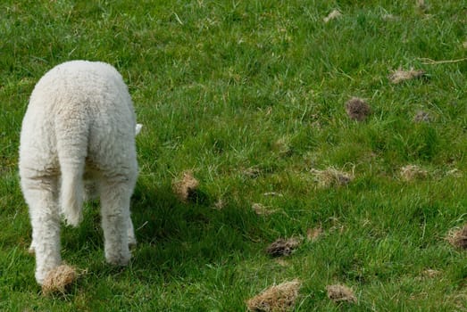 Lamb on Hallig Hooge,Germany