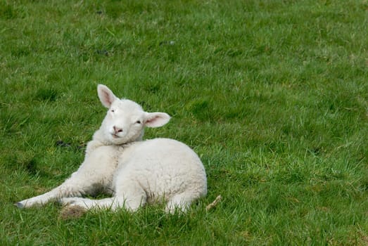 Lamb on Hallig Hooge,Germany