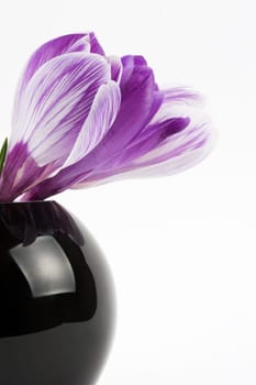 Crocus flowers in a black spherical vase against a white background
