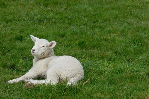 Lamb on Hallig Hooge,Germany