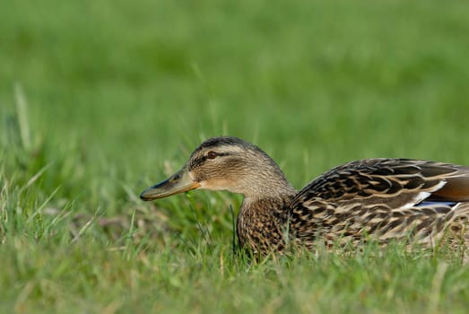 Duck Woman