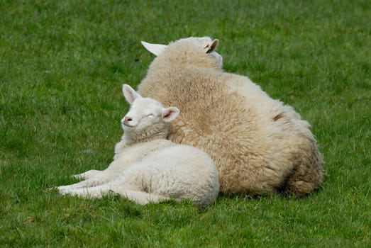Lamb on Hallig Hooge,Germany