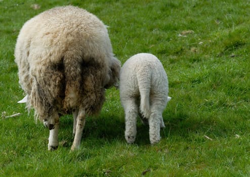 Sheep and lamb on Hallig Hooge,Germany