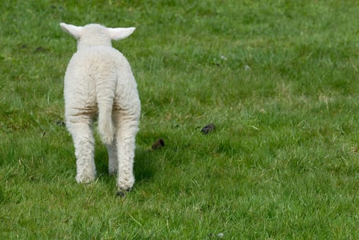 Lamb on Hallig Hooge,Germany