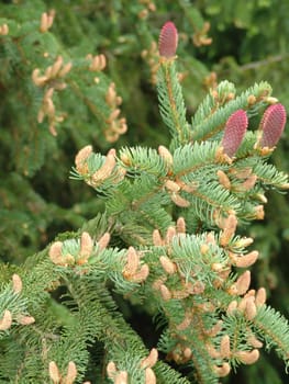Flowering spruce