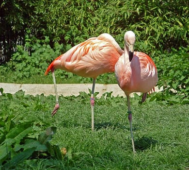 Flamingo