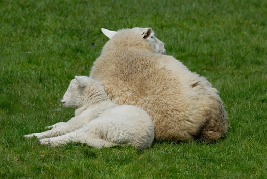 Sheep and lamb on Hallig Hooge,Germany