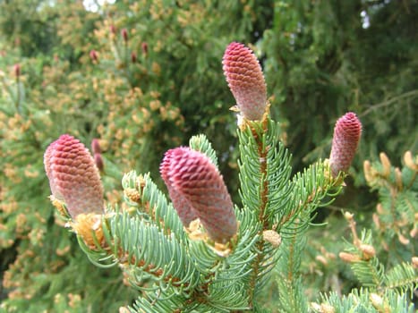 Female spruce flowers