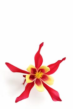 Columbine