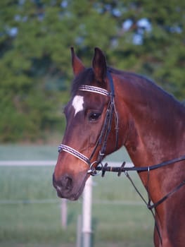 Horse's head
