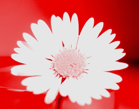 Daisy