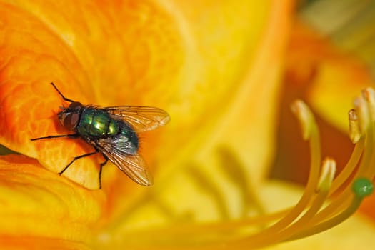 the fly