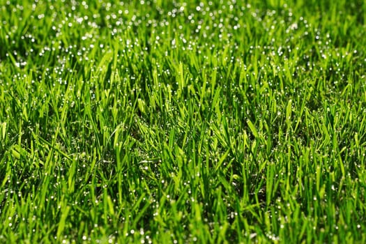 Morning dew