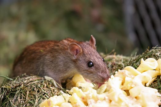 Rüdiger the house mouse (2)