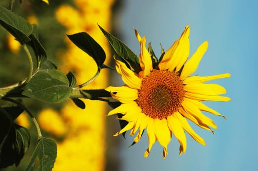 Sunflower