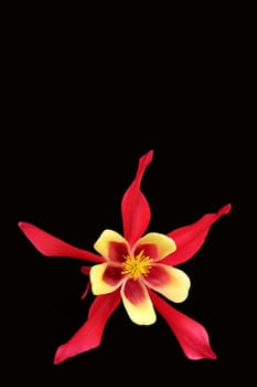 Columbine