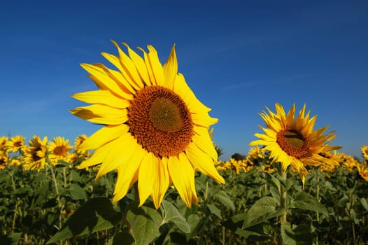 Sunflower field