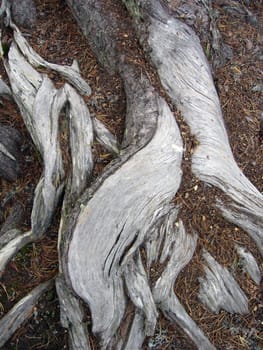 Root