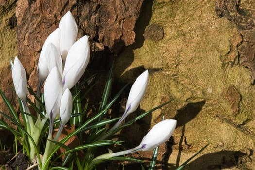 White crocuses in front of a tree