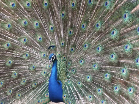 Peacock beats wheel