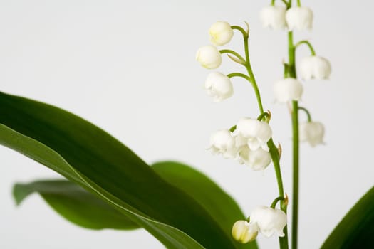 lily of the valley