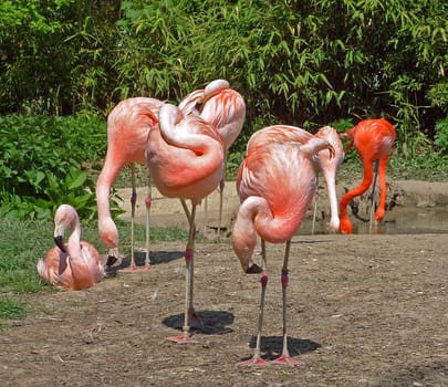 Flamingos