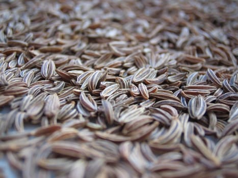Spice caraway