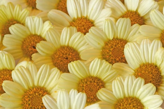 Floral texture