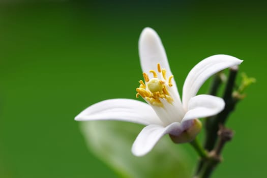 Lemon blossom