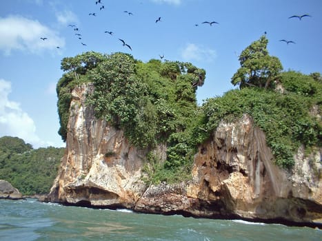 Bird Island