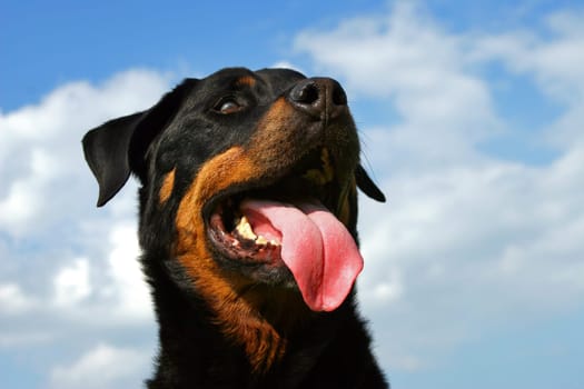 Rottweiler in the open air